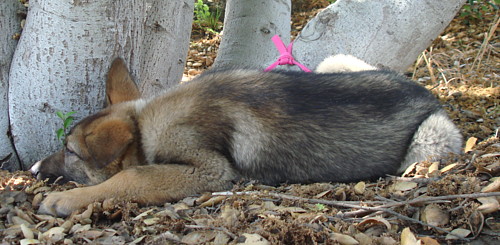 lacey von bremen resting